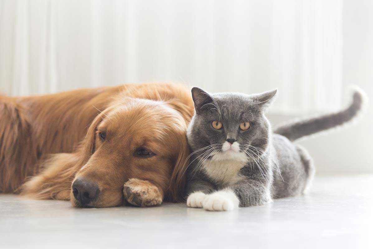 about our veterinary practice  Silver Lake, IN , 
