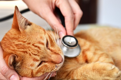 veterinary services  Silver Lake, IN , 